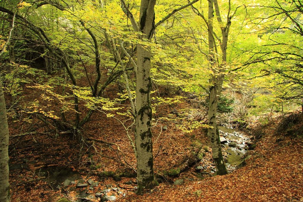 Casa Rural El Abejaruco (Adults Only) Campillo de Ranas Zewnętrze zdjęcie